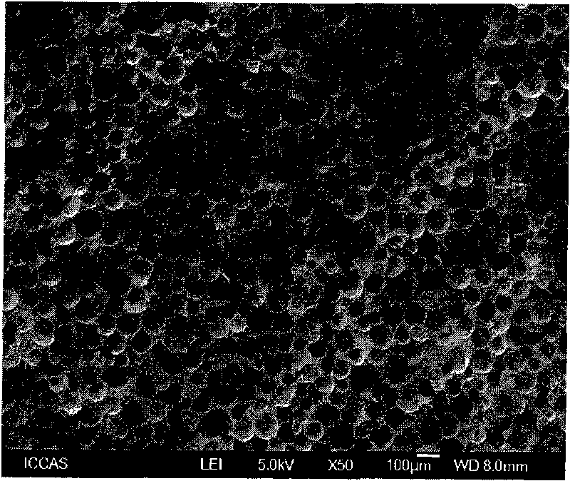 Biodegradable foam plastic and preparation method thereof