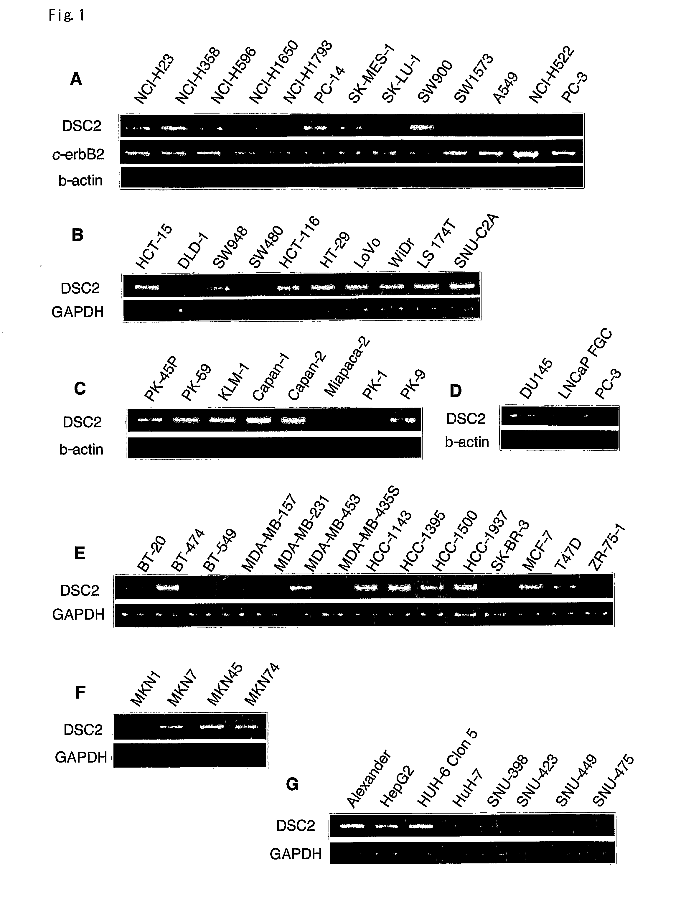 Methods for Damaging Cells Using Effector Function of Anti-Dsc2 Antibody