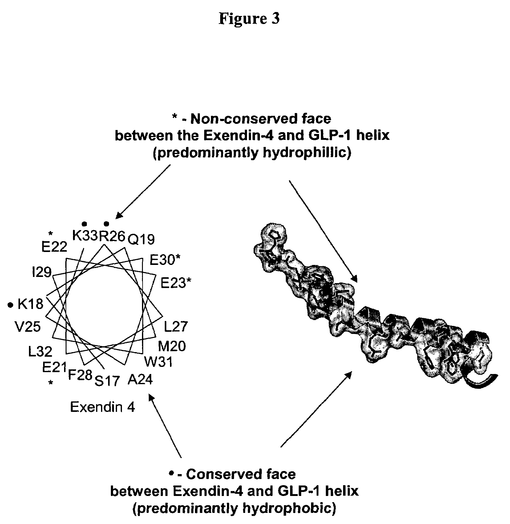 Biosynthetic polypeptides utilizing non-naturally encoded amino acids