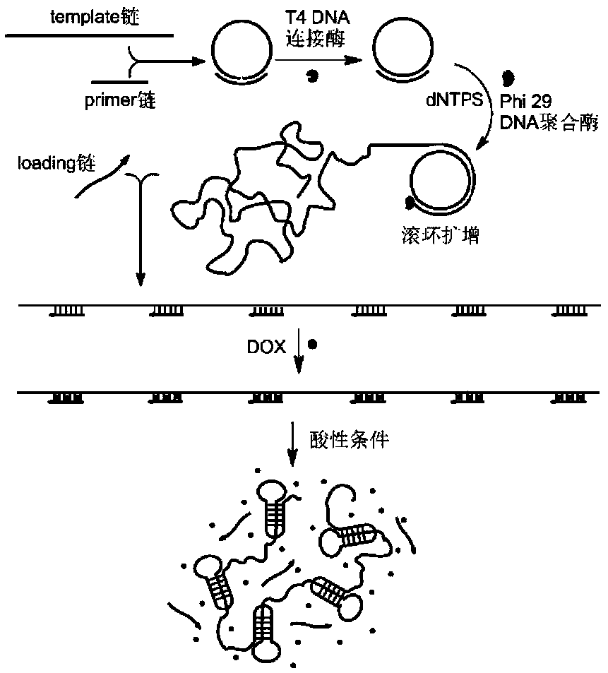 PH-induced drug sustained-release deoxyribonucleic acid (DNA) nanostructure as well as preparation method and application thereof