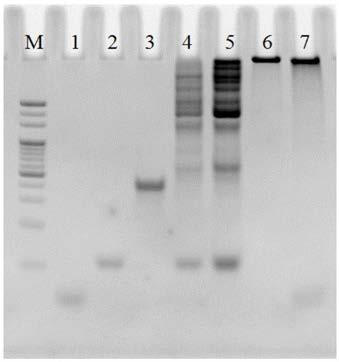 PH-induced drug sustained-release deoxyribonucleic acid (DNA) nanostructure as well as preparation method and application thereof