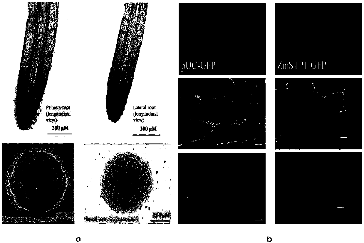 Maize zmstp1 protein and its coding gene and application