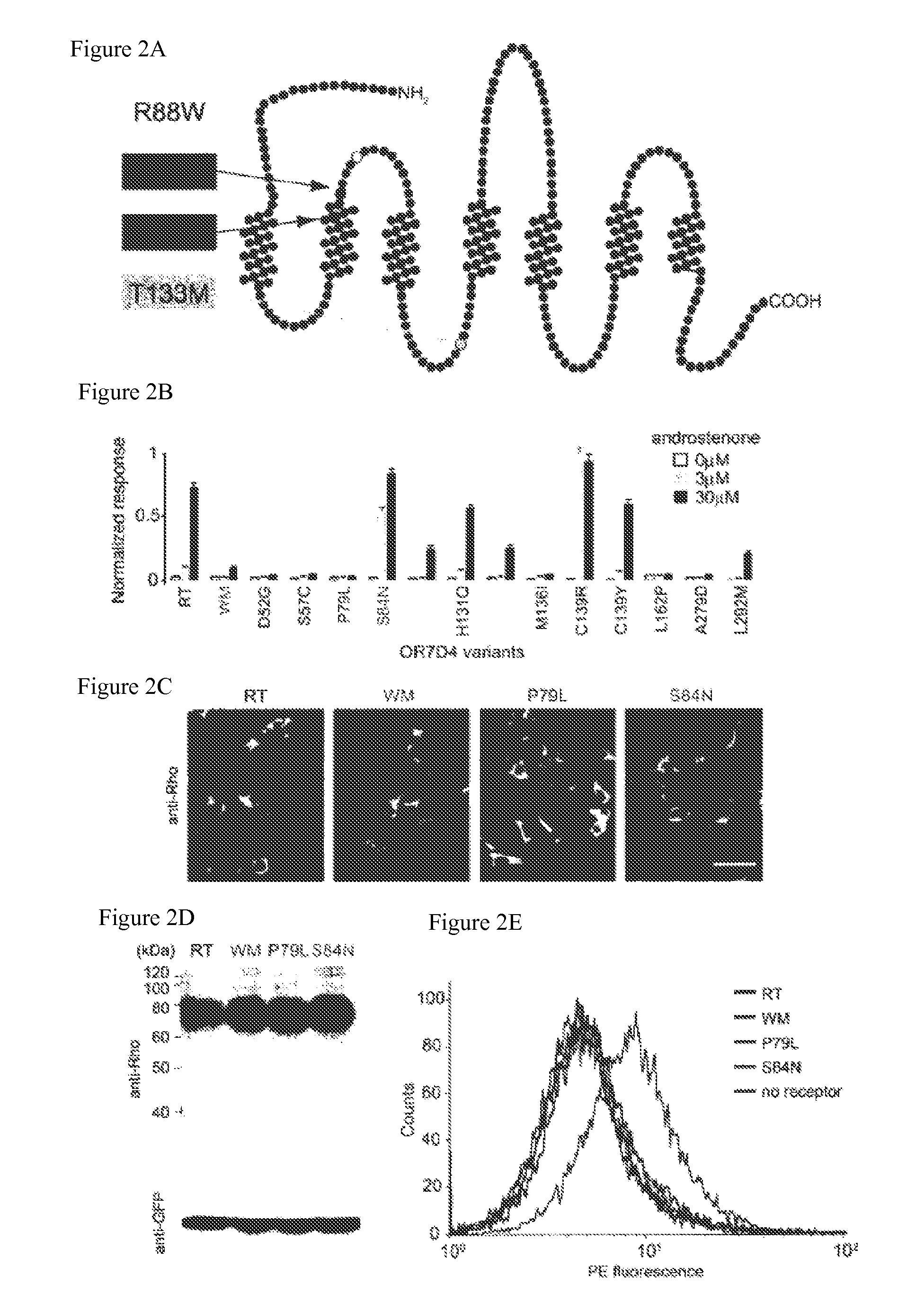 Compositions and methods for characterizing and regulating olfactory sensation