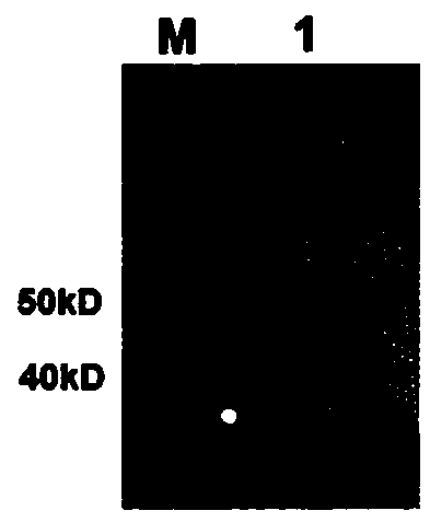 Anti-PD-L1 monoclonal antibody, and application thereof in preparation of anticancer drugs