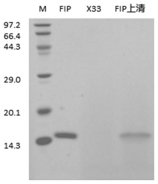 Fungal immunomodulatory protein derived from Morchella conica and application thereof