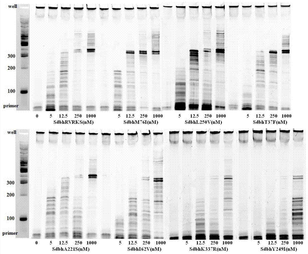 A dna polymerase that catalyzes the efficiency of dna synthesis