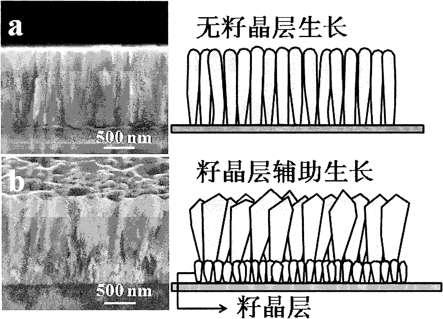 Seed crystal layer-assisting surface texturing zinc oxide transparent conductive film and preparation method thereof