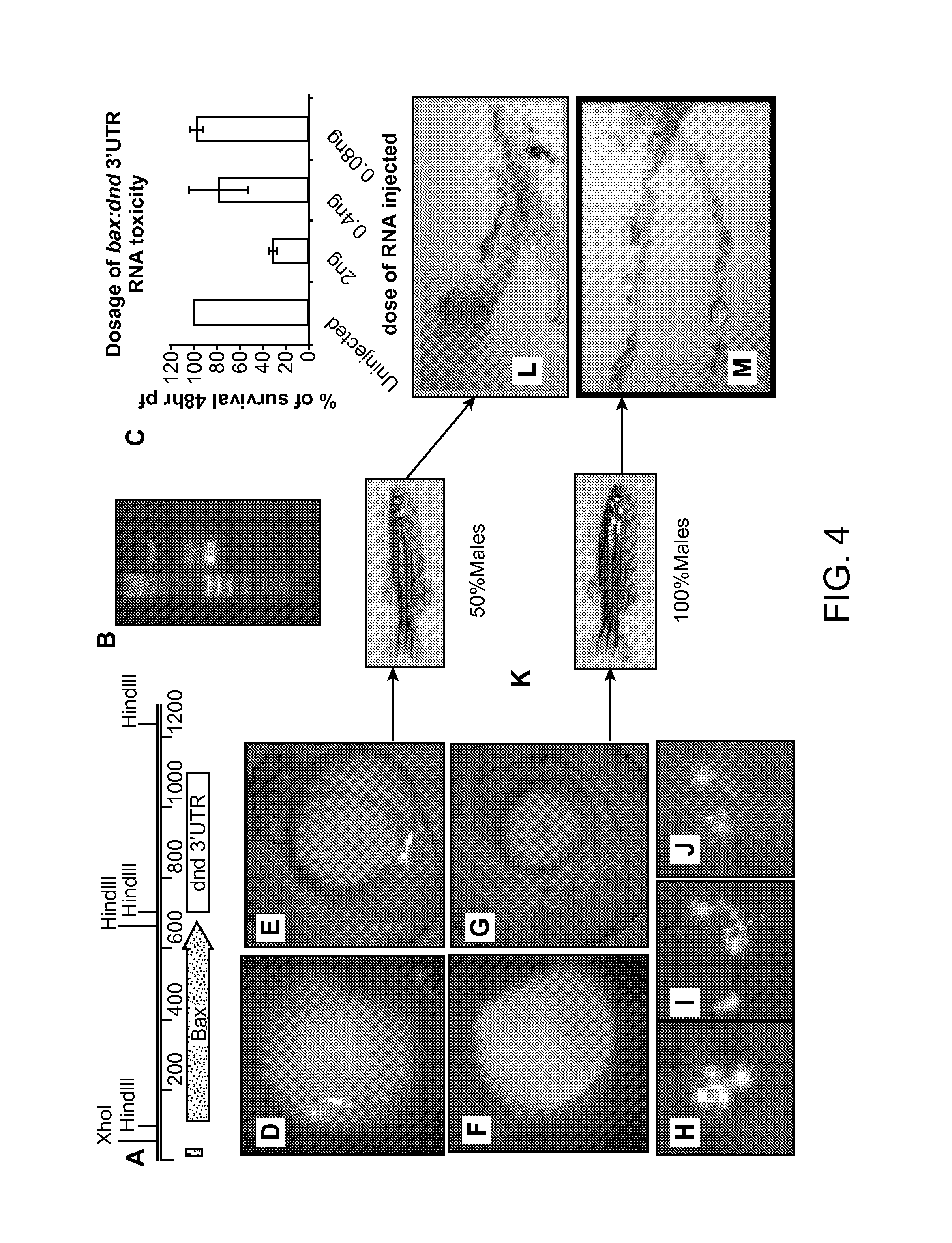 Maternally induced sterility in animals