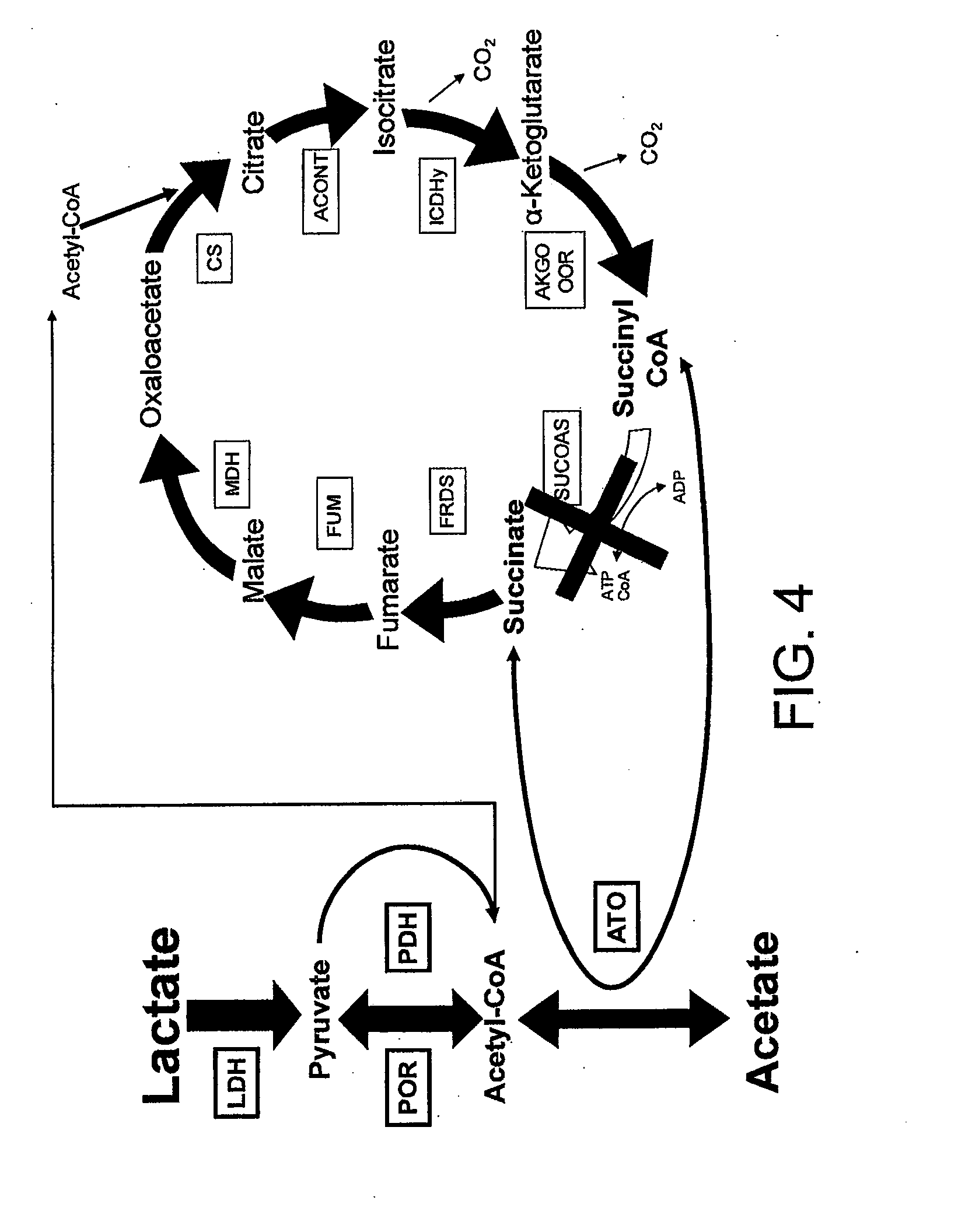 Geobacter Strains That Use Alternate Organic Compounds, Methods of Making, and Methods of Use Thereof