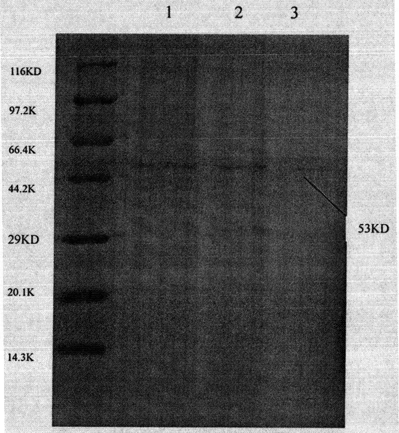 Acinetobacter johnsonii LP28 and method for preparing low-temperature alkali lipase by using acinetobacter johnsonii