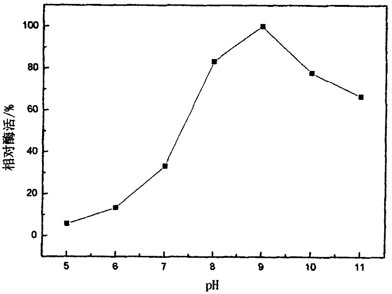 Acinetobacter johnsonii LP28 and method for preparing low-temperature alkali lipase by using acinetobacter johnsonii