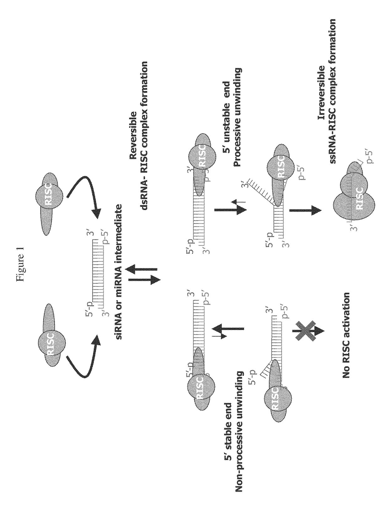 RNAi targeting CNTD2