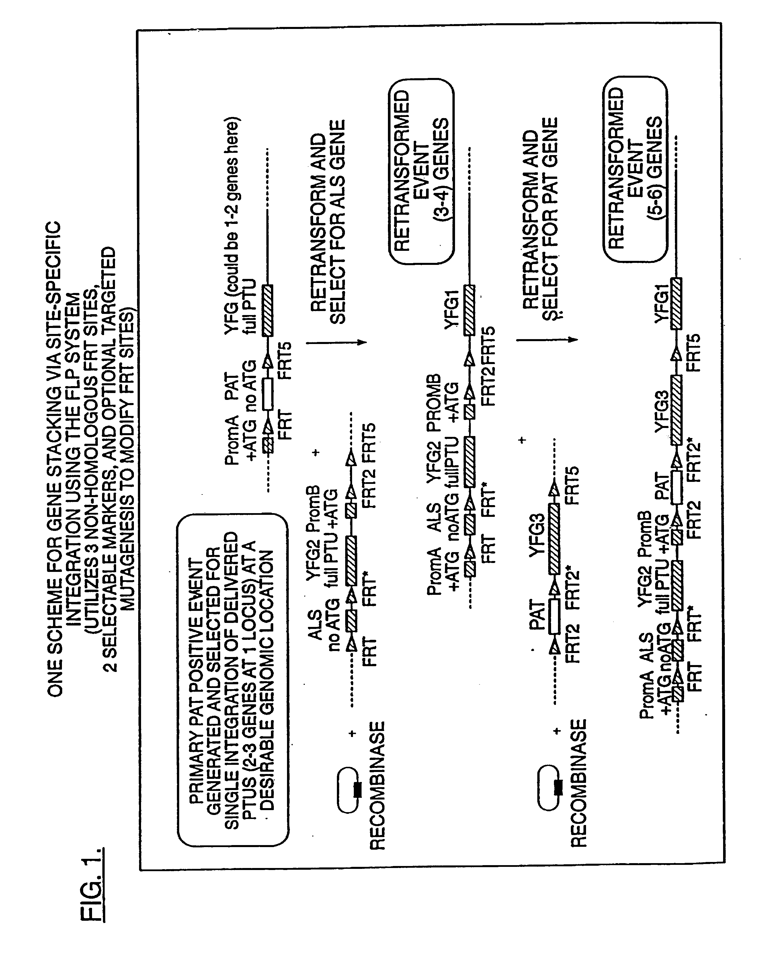 Compositions and methods for the targeted insertion of a nucleotide sequence of interest into the genome of a plant