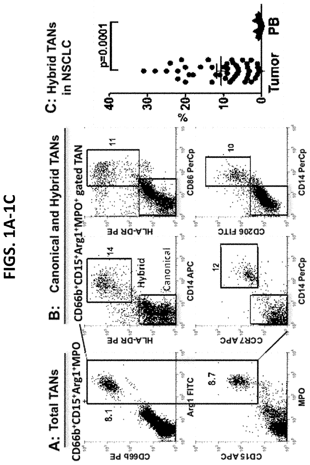 Compositions and methods of enhancing Anti-tumor response using hybrid neutrophils