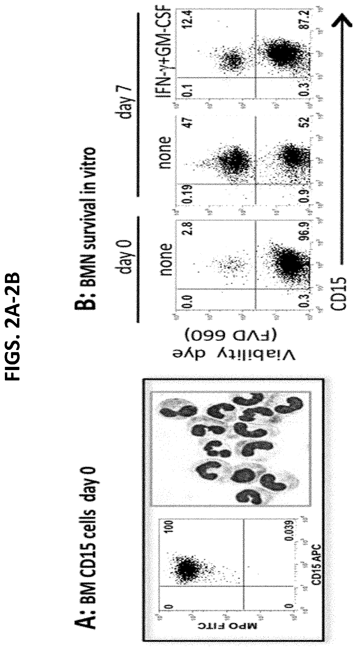 Compositions and methods of enhancing Anti-tumor response using hybrid neutrophils