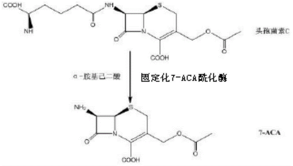 Preparation and application method for 7-ACA immobilized enzyme LK118