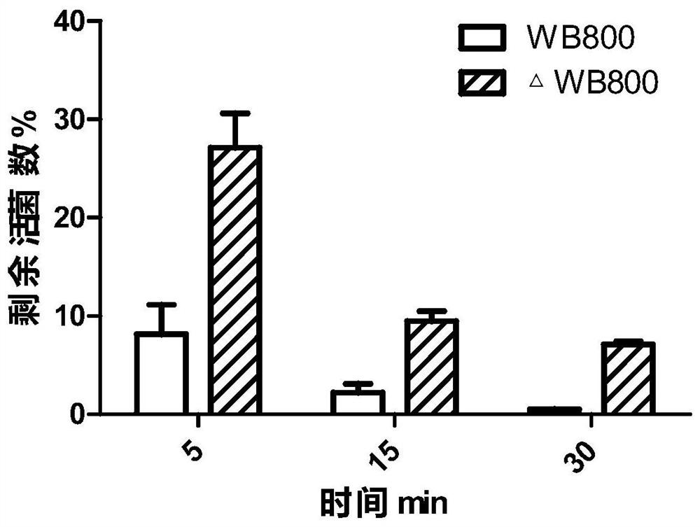 A strain of Bacillus subtilis and its preparation method