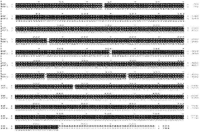 Thrombolysis protease gene NKS1 and purpose thereof