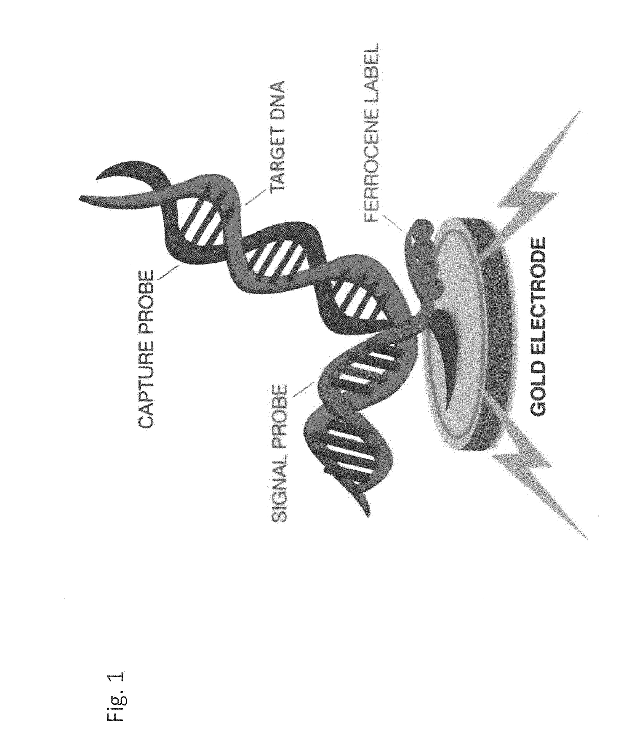 Electrochemical detection of bacterial and/or fungal infections