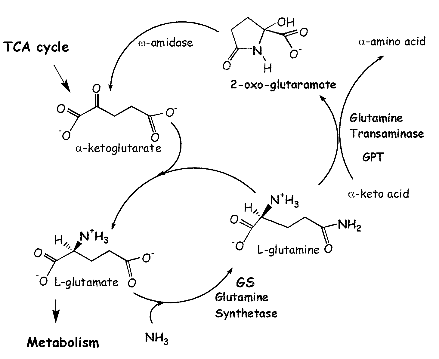 Plant Glutamine Phenylpyruvate Transaminase Gene and Transgenic Plants Carrying Same