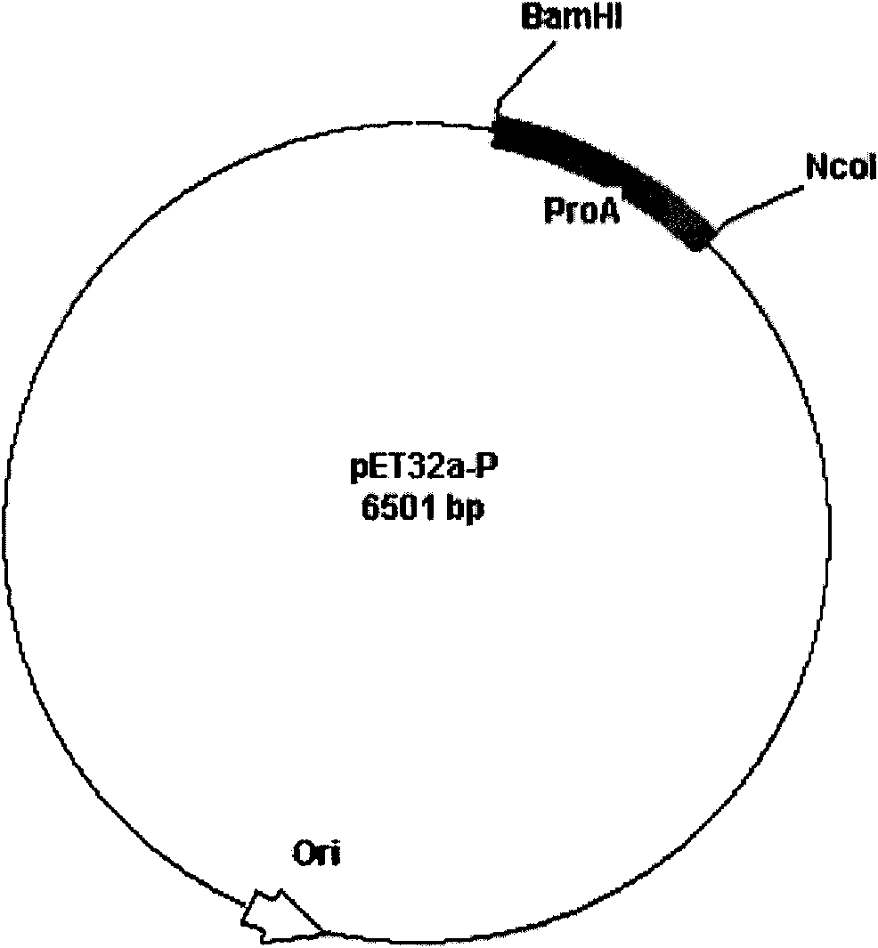 Preparation method and application of recombinant protein A gene and expression product thereof