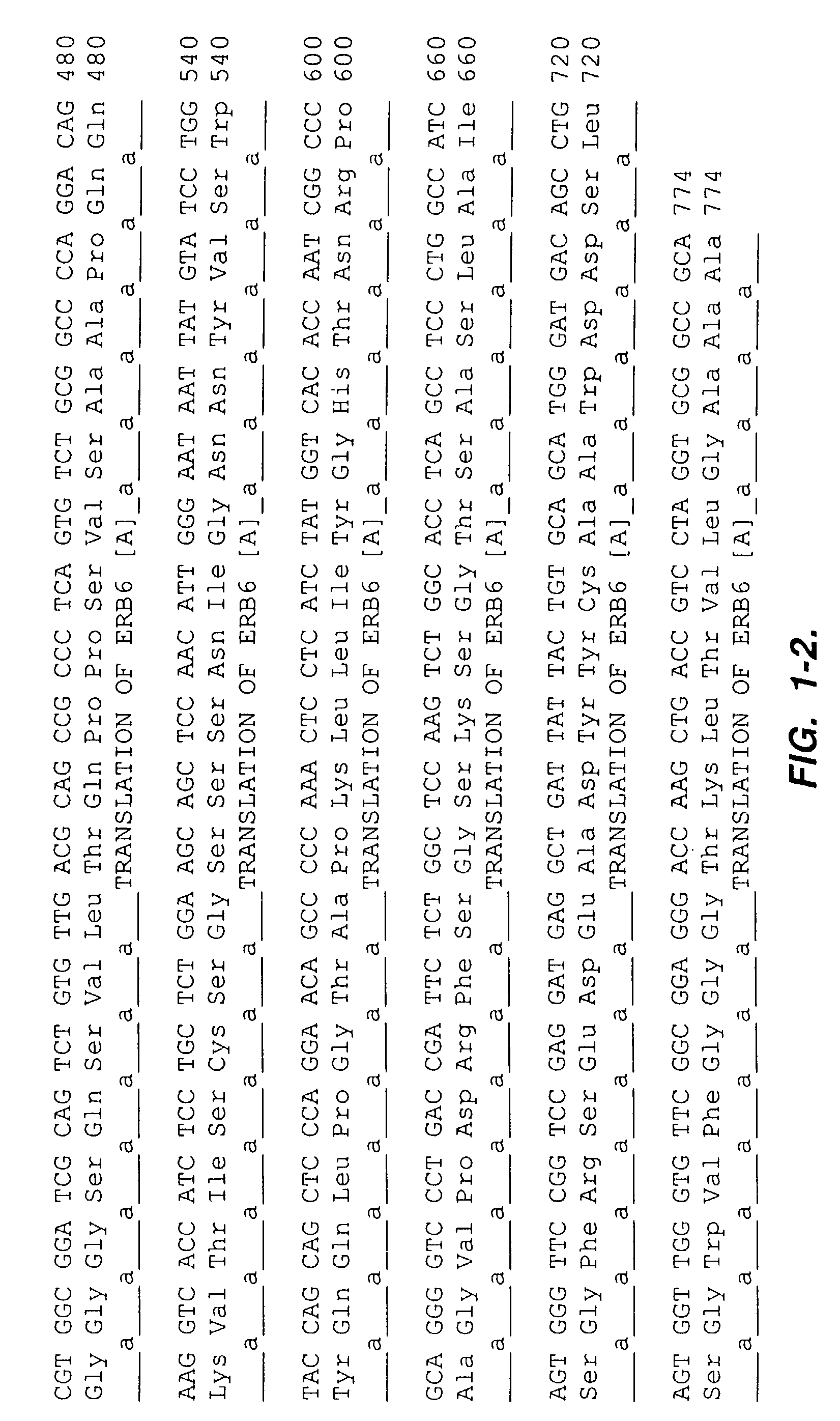 High affinity human antibodies to tumor antigens