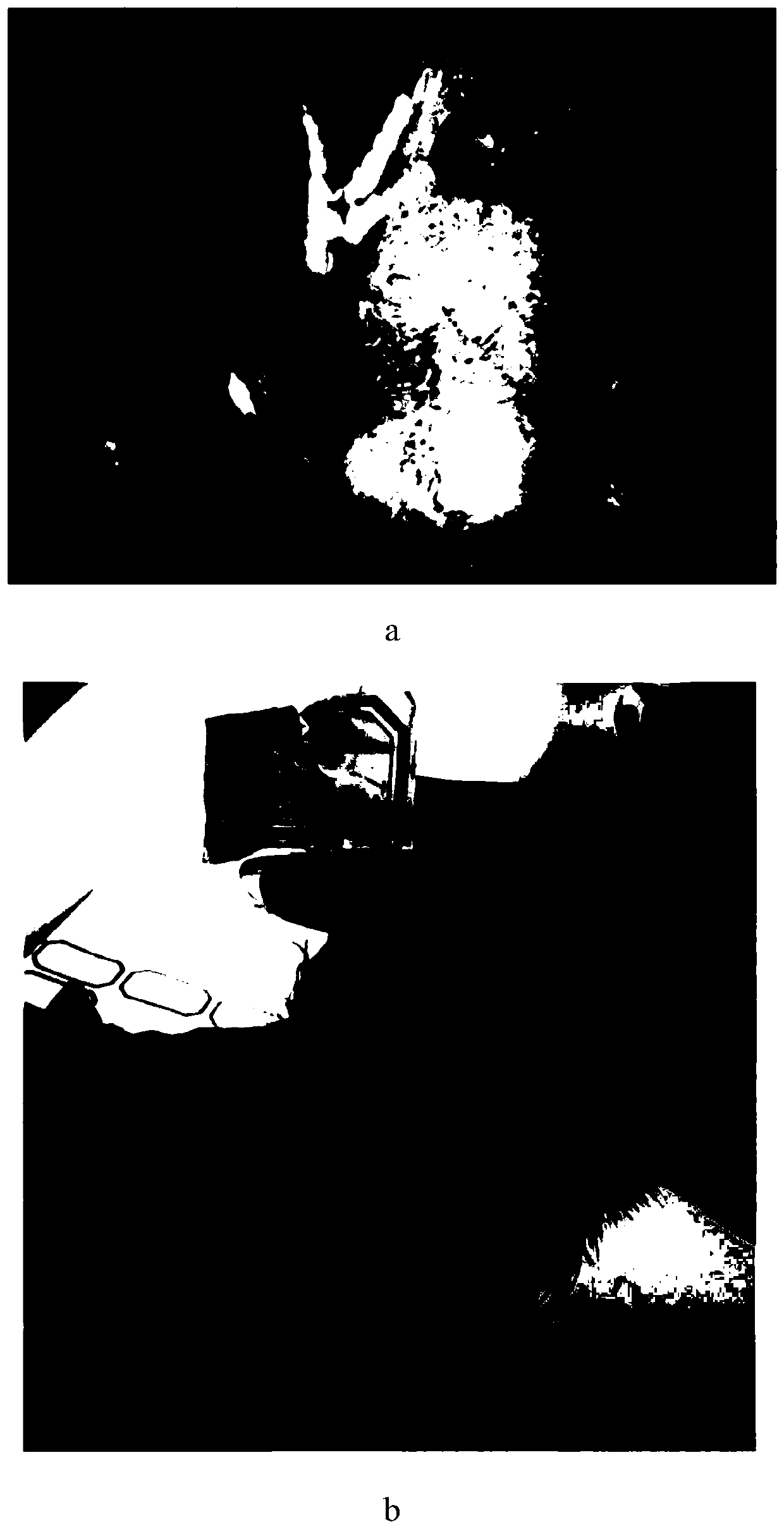 Black peritoneal phenotype determination method for early-stage selection of chickens and application of method