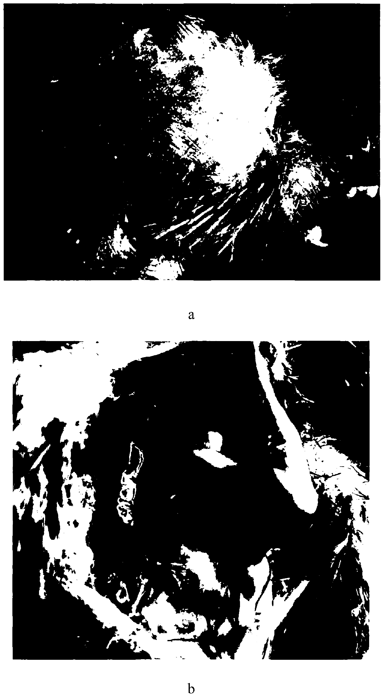 Black peritoneal phenotype determination method for early-stage selection of chickens and application of method