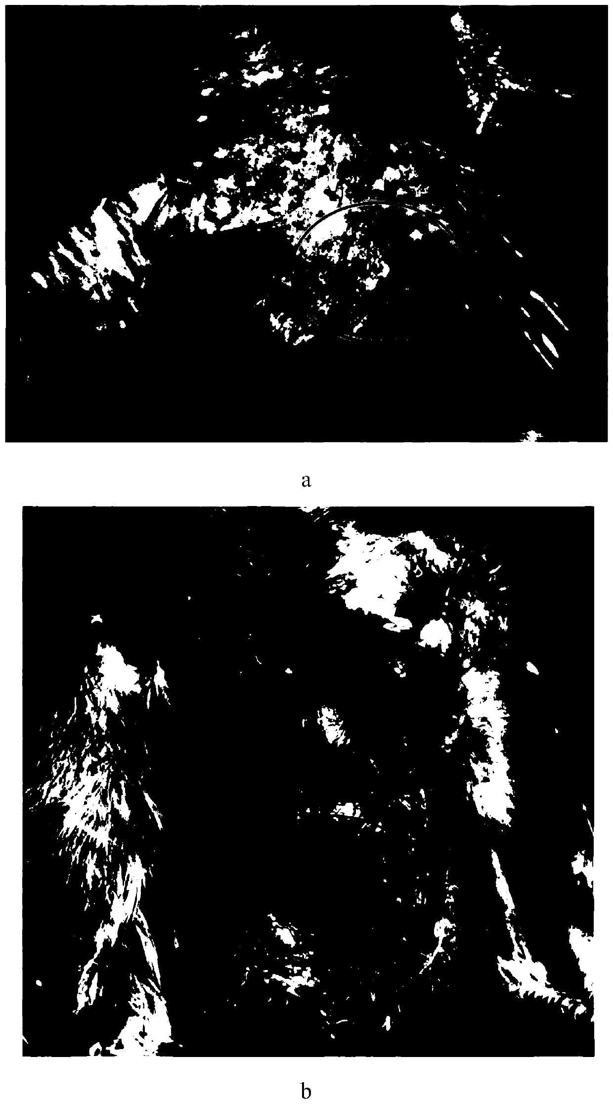 Black peritoneal phenotype determination method for early-stage selection of chickens and application of method