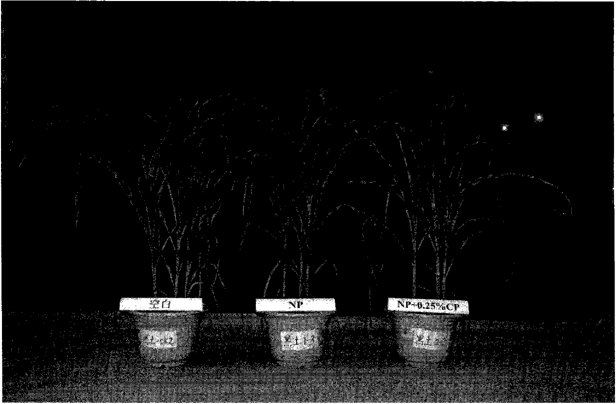 Ammonium nitrogen stabilized nitric phosphate and preparation method thereof