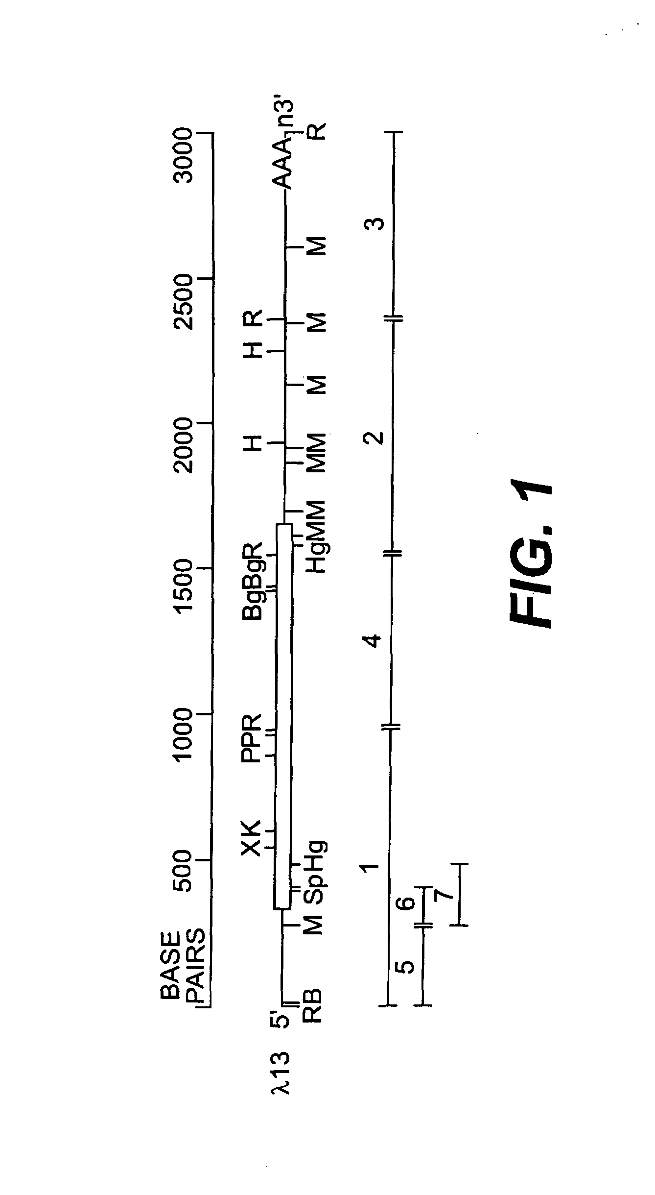 Identification of a synthetic ligand for retinoic acid receptor beta