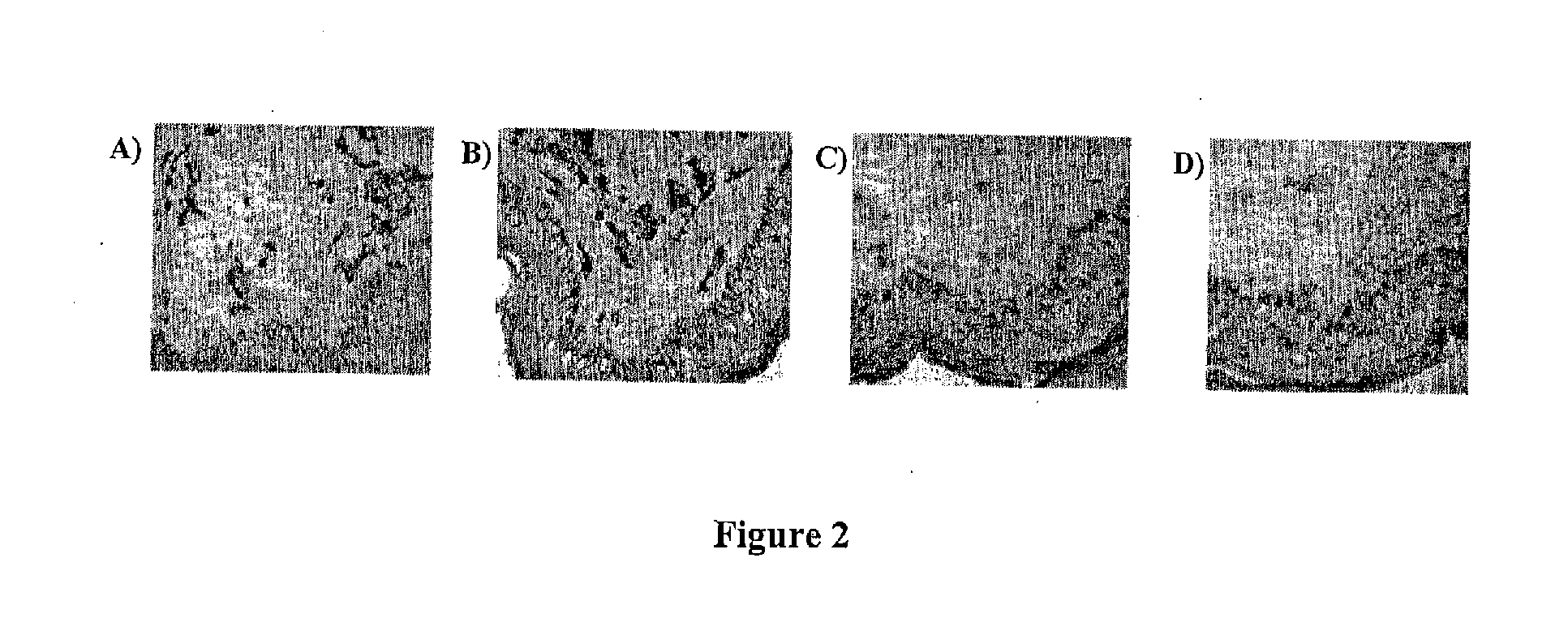 BI-Specific Diabodies For Masking And Targeting Vaccines