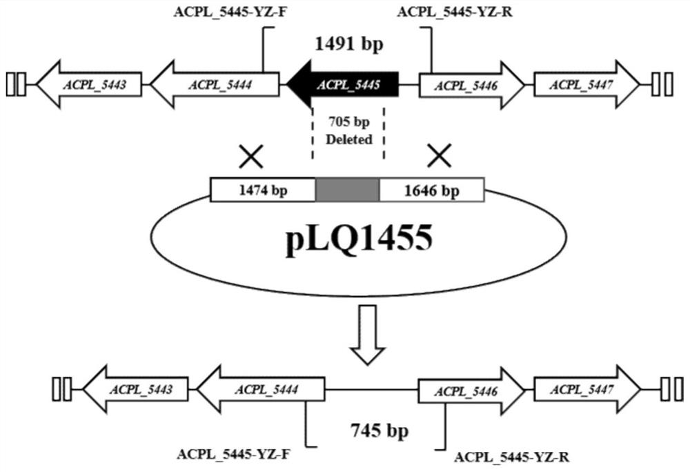 A method for knocking out negative regulatory protein genes to increase the level of acarbose fermentation