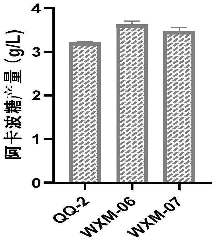 A method for knocking out negative regulatory protein genes to increase the level of acarbose fermentation