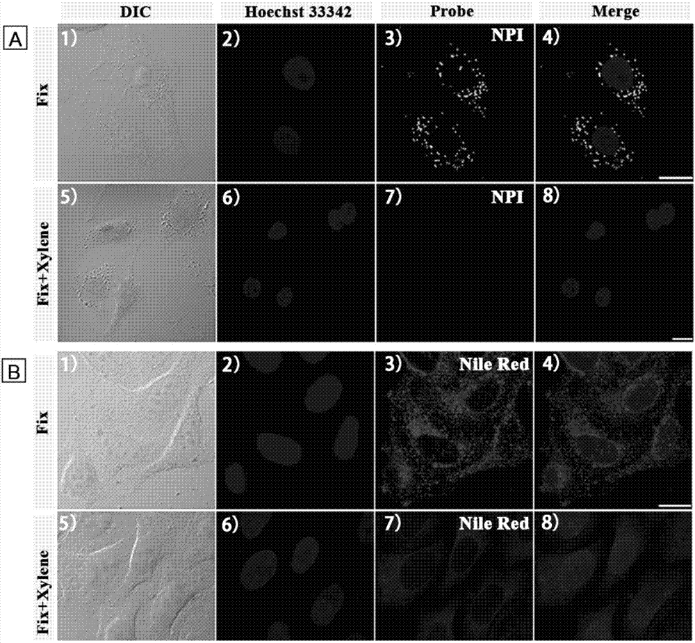 Cell lipid droplet specific-labeling fluorescent probe