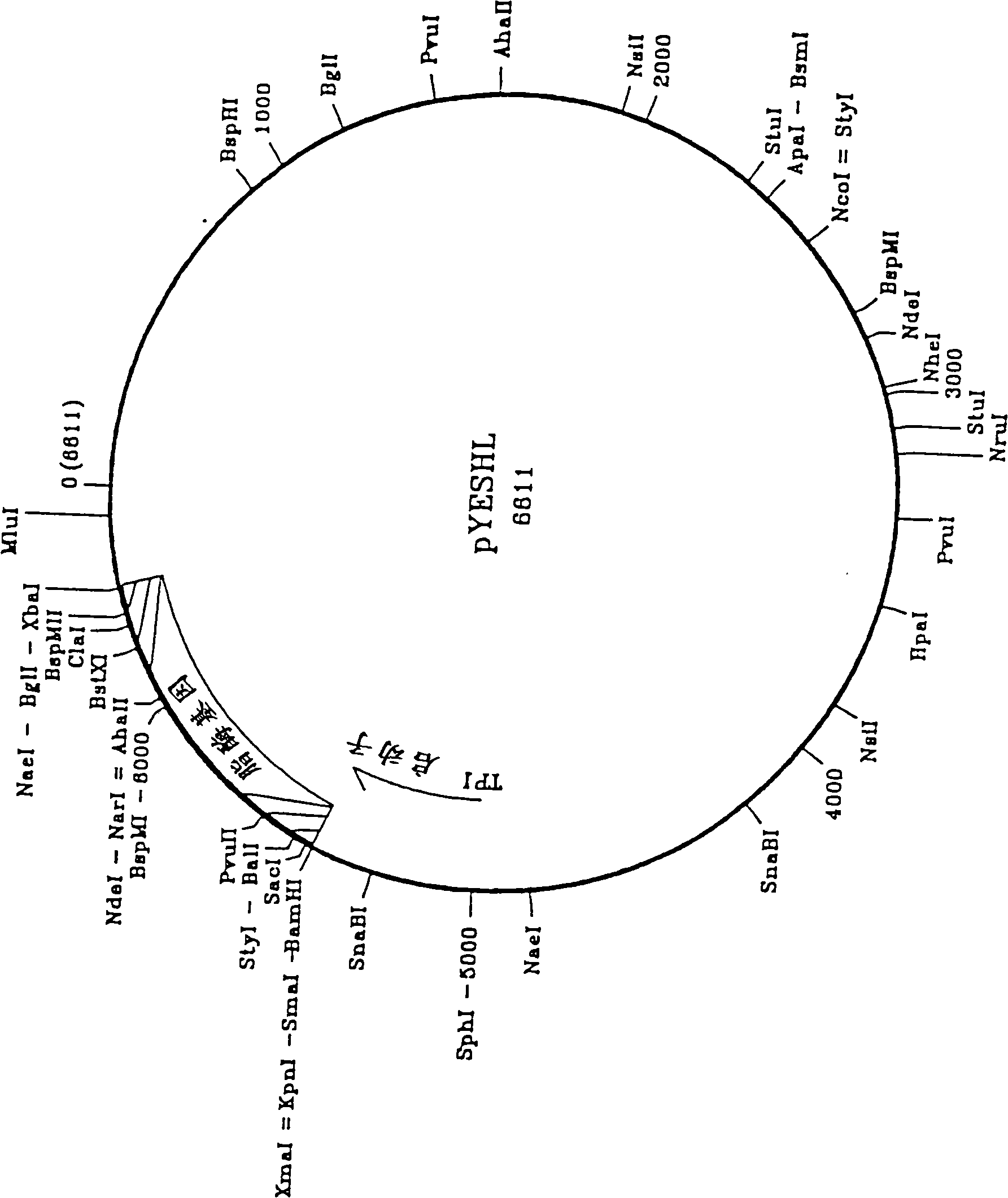 Novel lipolytic enzymes