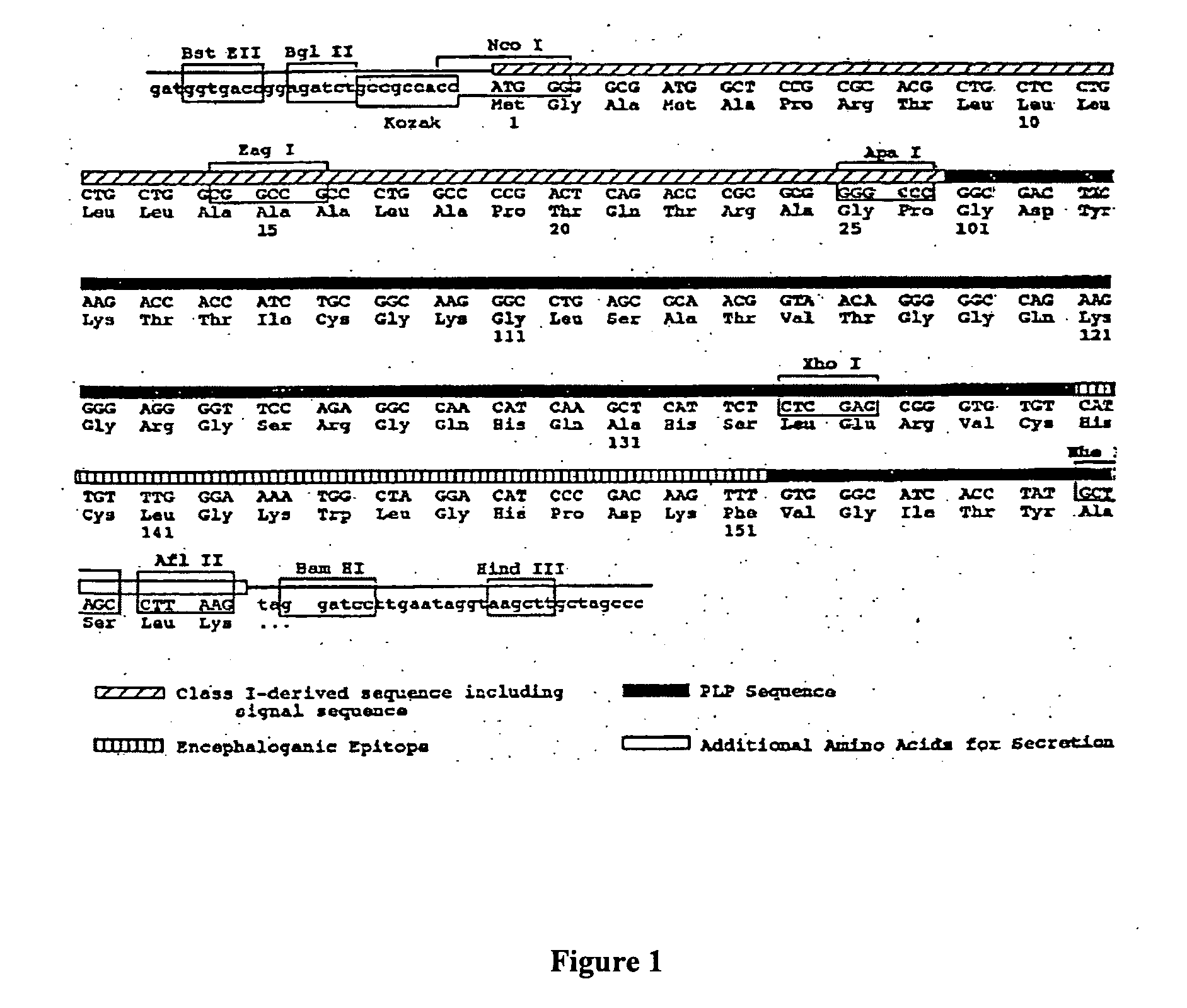 Construction and use of genes encoding pathogenic epitopes for treatment of autoimmune disease