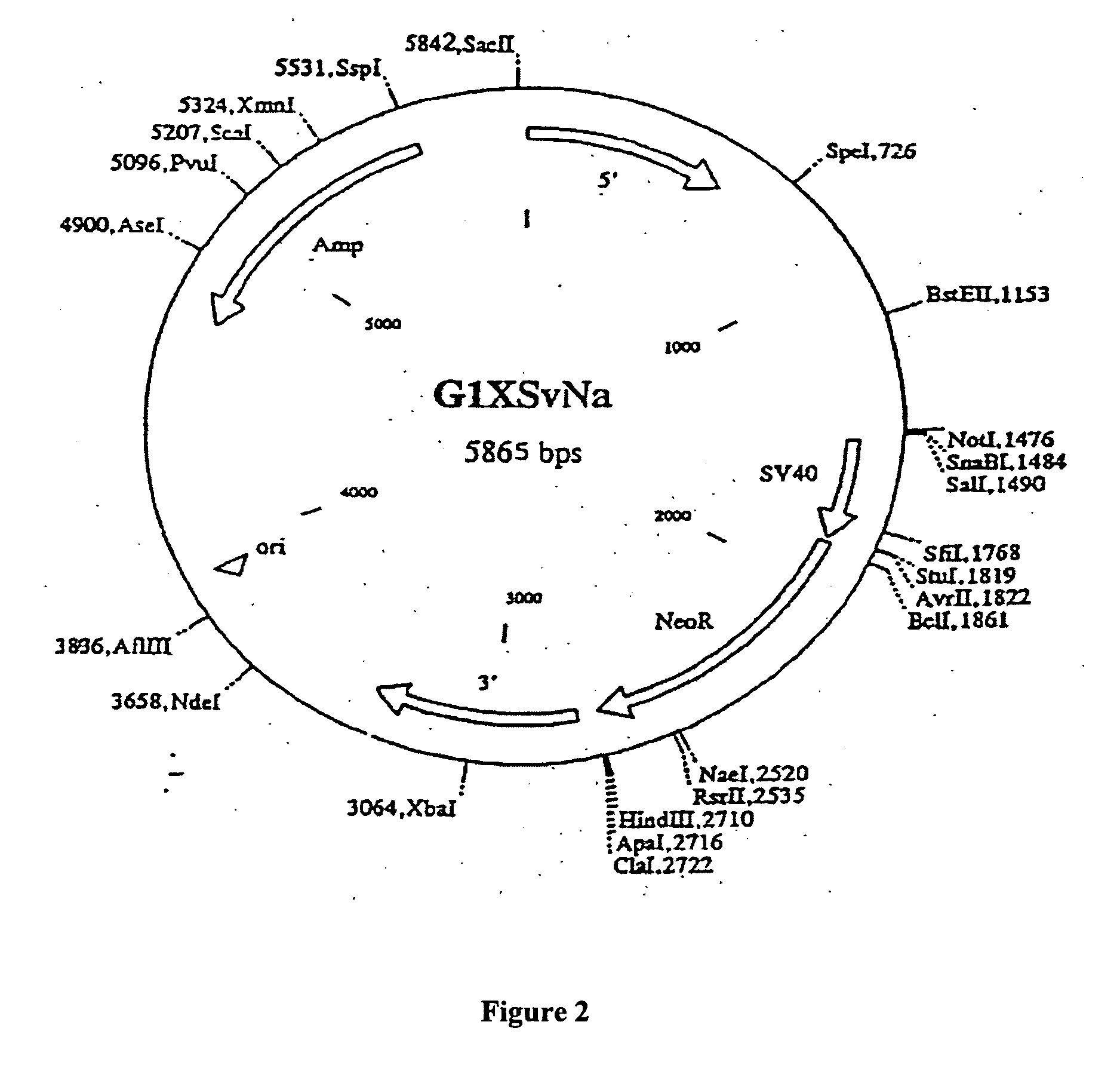 Construction and use of genes encoding pathogenic epitopes for treatment of autoimmune disease