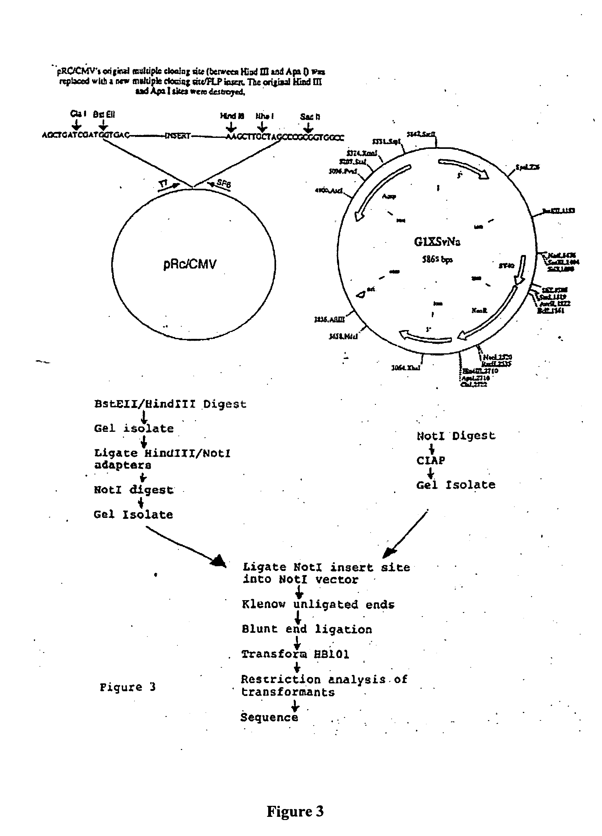 Construction and use of genes encoding pathogenic epitopes for treatment of autoimmune disease