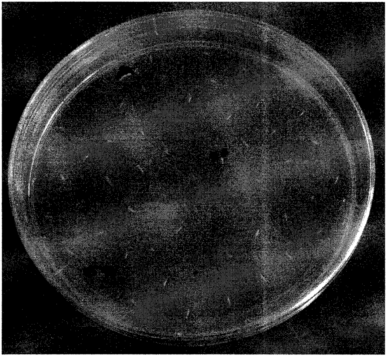 Method for obtaining selfing progeny of stevia rebaudianum through embryo rescue