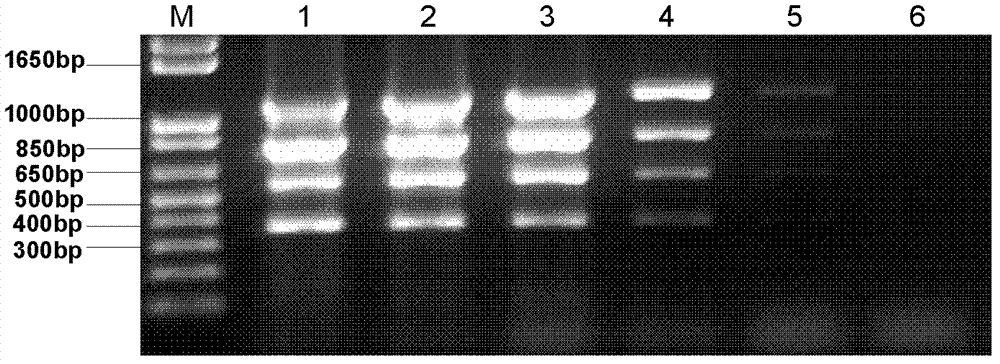 Method for synchronous detection of sweet potato feathery mottle virus (SPFMV), sweet potato virus C (SPVC), sweet potato virus G (SPVG) and sweet potato virus 2 (SPV2)