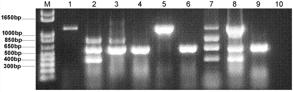 Method for synchronous detection of sweet potato feathery mottle virus (SPFMV), sweet potato virus C (SPVC), sweet potato virus G (SPVG) and sweet potato virus 2 (SPV2)