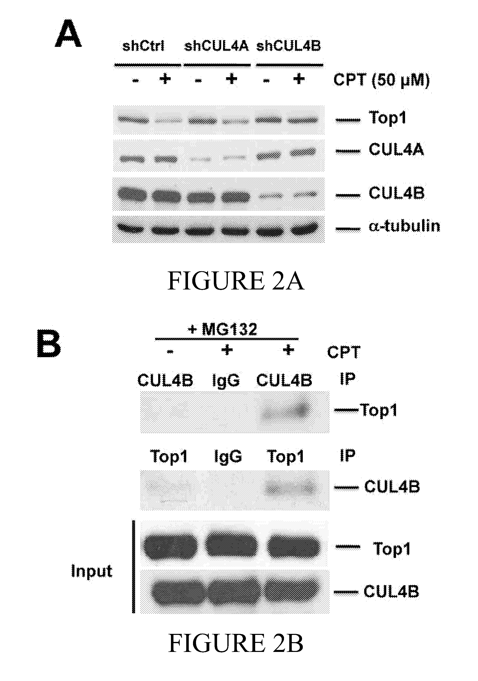 Cul4b as predictive biomarker for cancer treatment