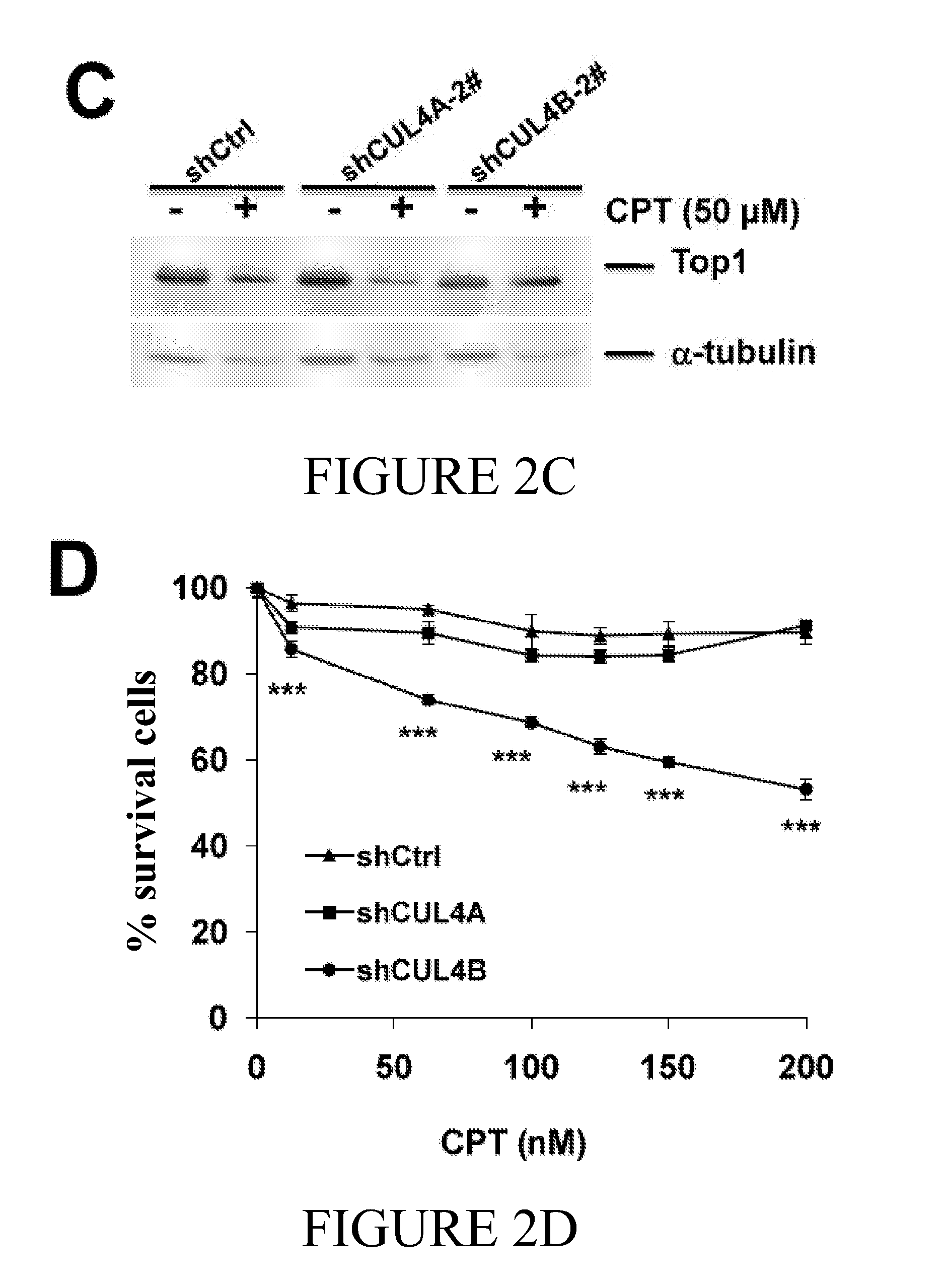 Cul4b as predictive biomarker for cancer treatment