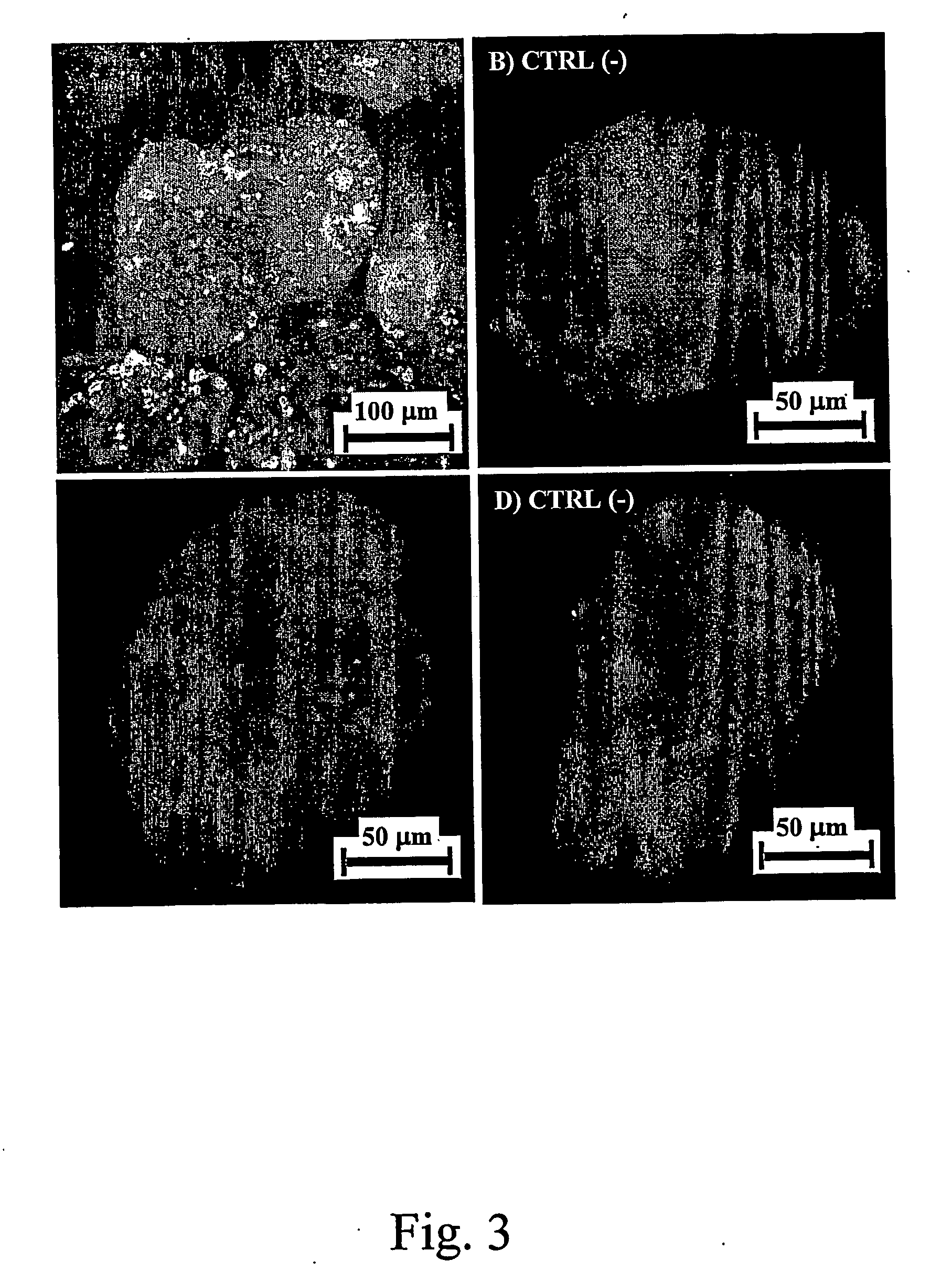 Sperm protective polypeptides and uses thereof