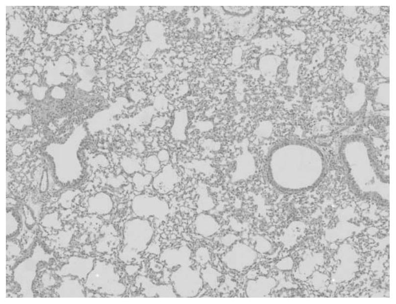 Construction and application of a mammalian model of pulmonary fibrosis