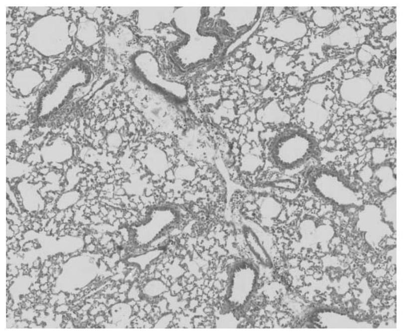 Construction and application of a mammalian model of pulmonary fibrosis