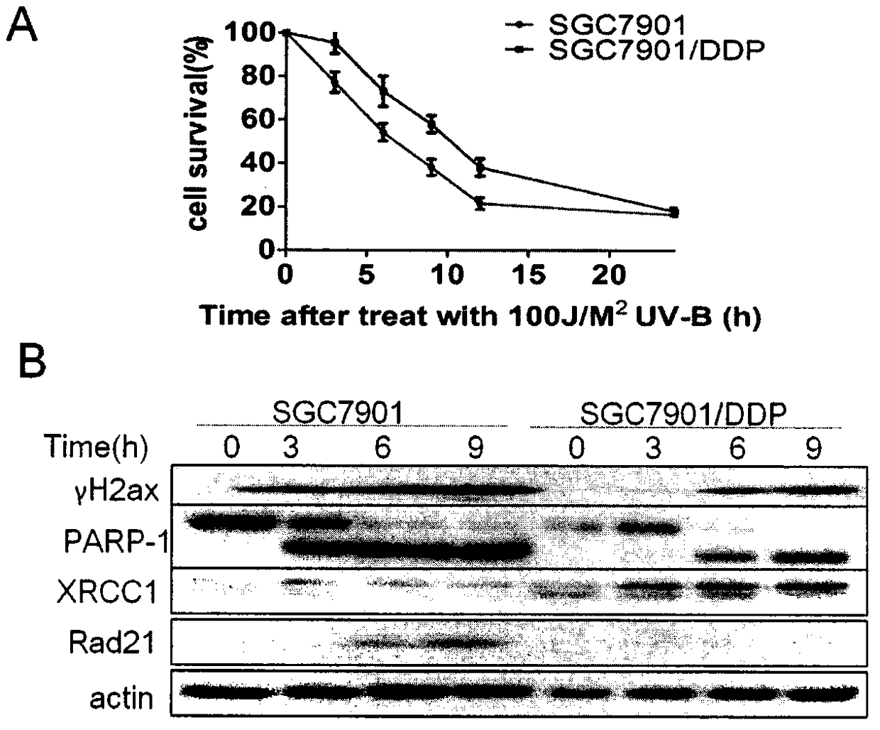 Application of cx4945 as a medicine for reversing cisplatin-resistant radiation tolerance in gastric cancer