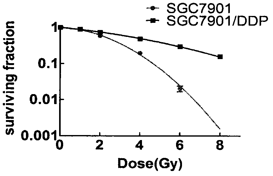 Application of cx4945 as a medicine for reversing cisplatin-resistant radiation tolerance in gastric cancer