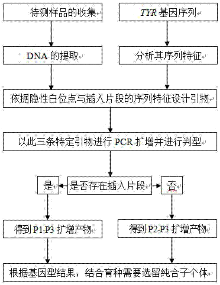 Primer, kit and detection method for detecting recessive white feather locus genotype of chicken